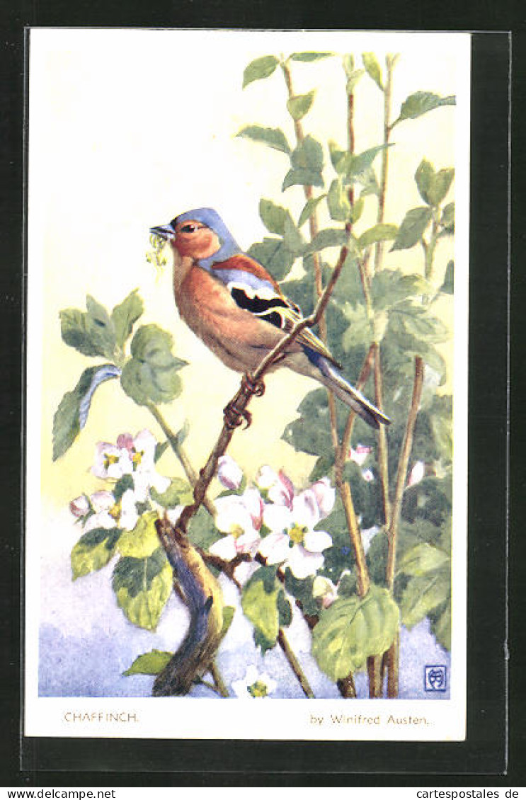 AK Chaffinch Auf Einem Ast, Vogel  - Birds