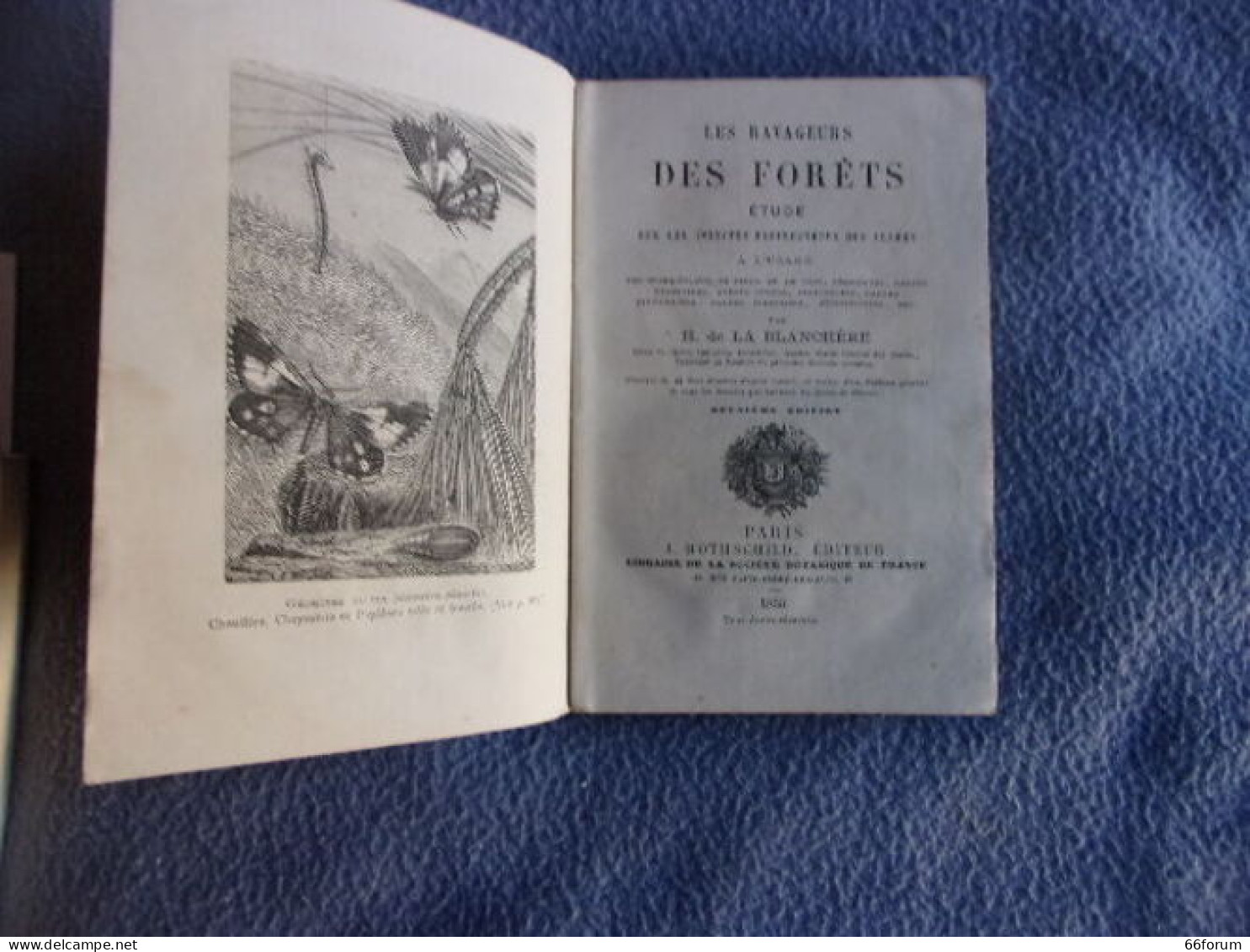 Les Ravageurs Des Forêts - Sciences