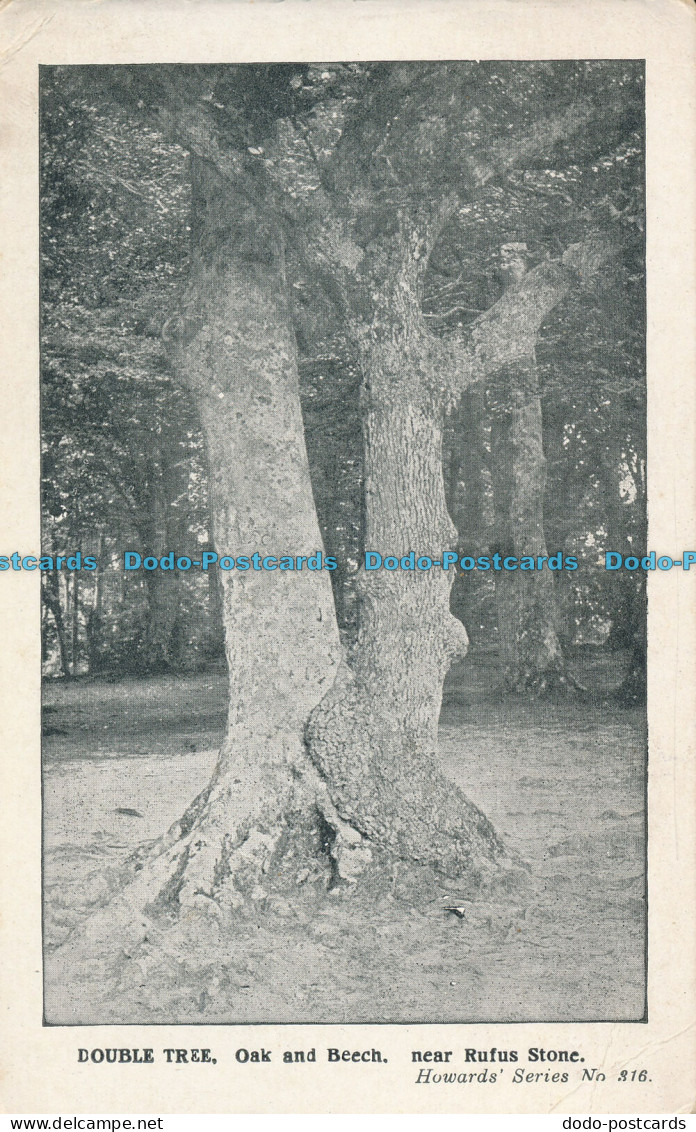 R006953 Double Tree. Oak And Beech. Near Rufus Stone. Howards. No 316 - Monde