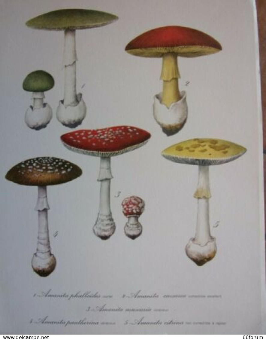 GRAVURE COULEUR 20è EDITEE PAR LABORATOIRE SERVIER CHAMPIGNON AMANITA PHALOÏDES - Other & Unclassified