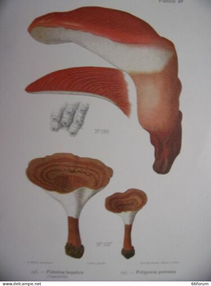 PLANCHE COULEUR 1910 CHAMPIGNONS FISTULINA HEPATICA POLYPORUS PERENNIS - Other & Unclassified