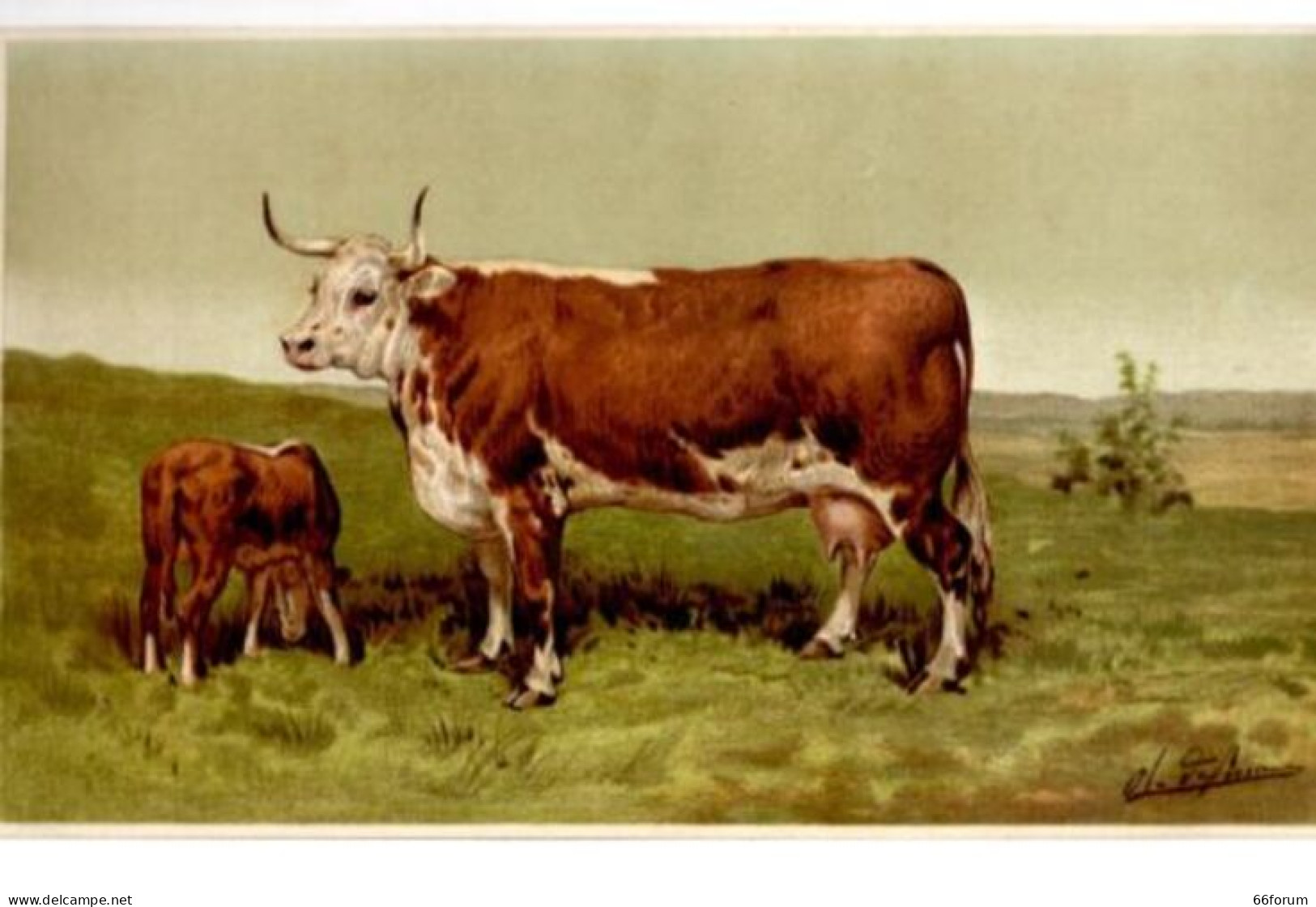 CHROMOLITHOGRAPHIE 19ème VACHE HEREFORD - Other & Unclassified