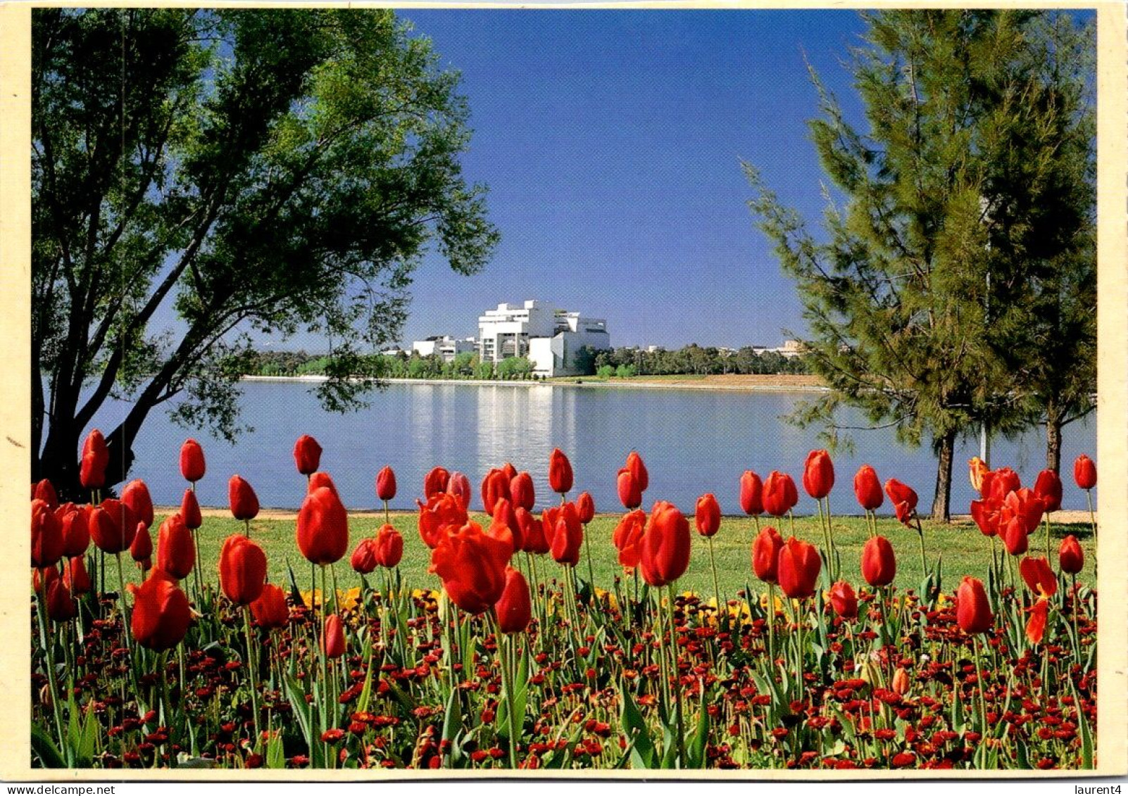 19-5-2024 (5 Z 31) Australia - ACT - Canberra Floriade Festival & Tulips Flowers - Fleurs