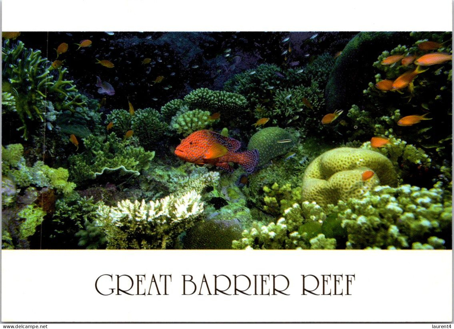 19-5-2024 (5 Z 31) Australia - QLD - Great Barrier Reef (UNESCO) Fish (2 Postcards) - Fish & Shellfish