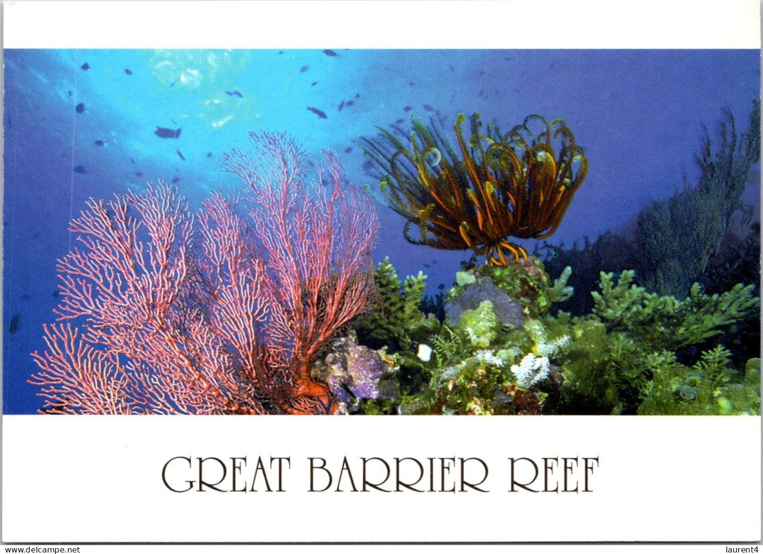 19-5-2024 (5 Z 31) Australia - QLD - Great Barrier Reef (UNESCO) Fish (2 Postcards) - Fish & Shellfish