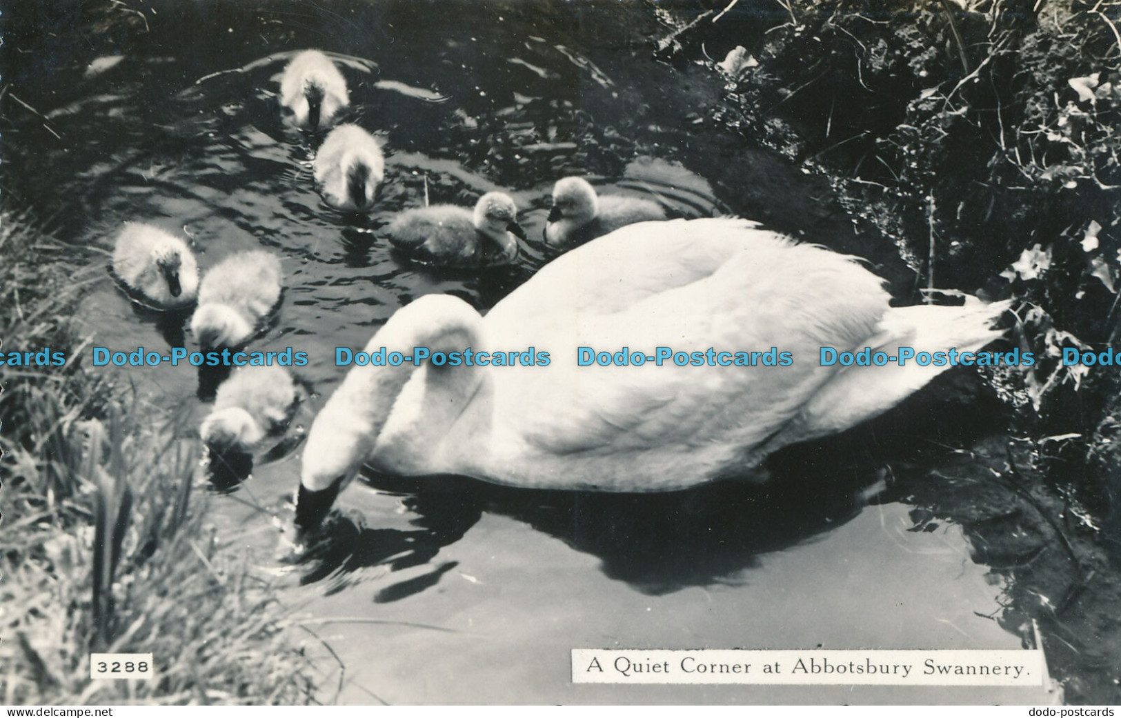 R006444 A Quiet Corner At Abbotsbury Swannery. Dearden And Wade. Sunny South. No - Monde