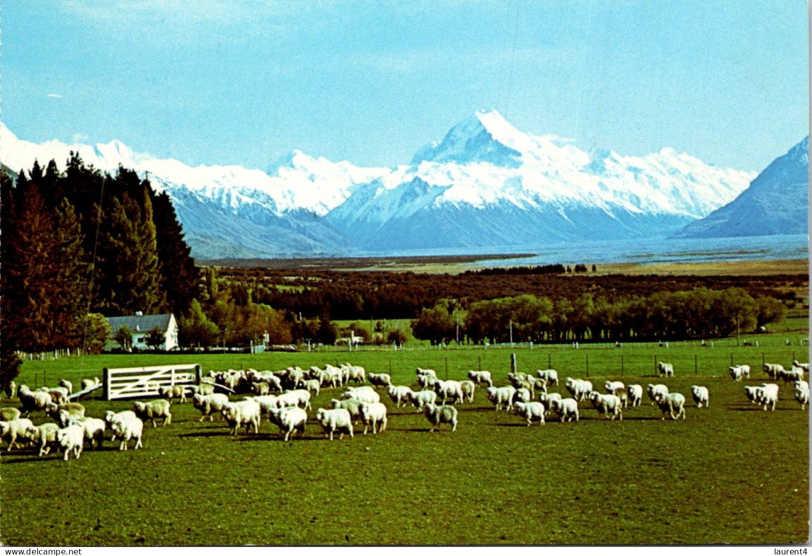19-5-2024 (5 Z 35) New Zealand - Mt Cook  (2 Postcard) - New Zealand