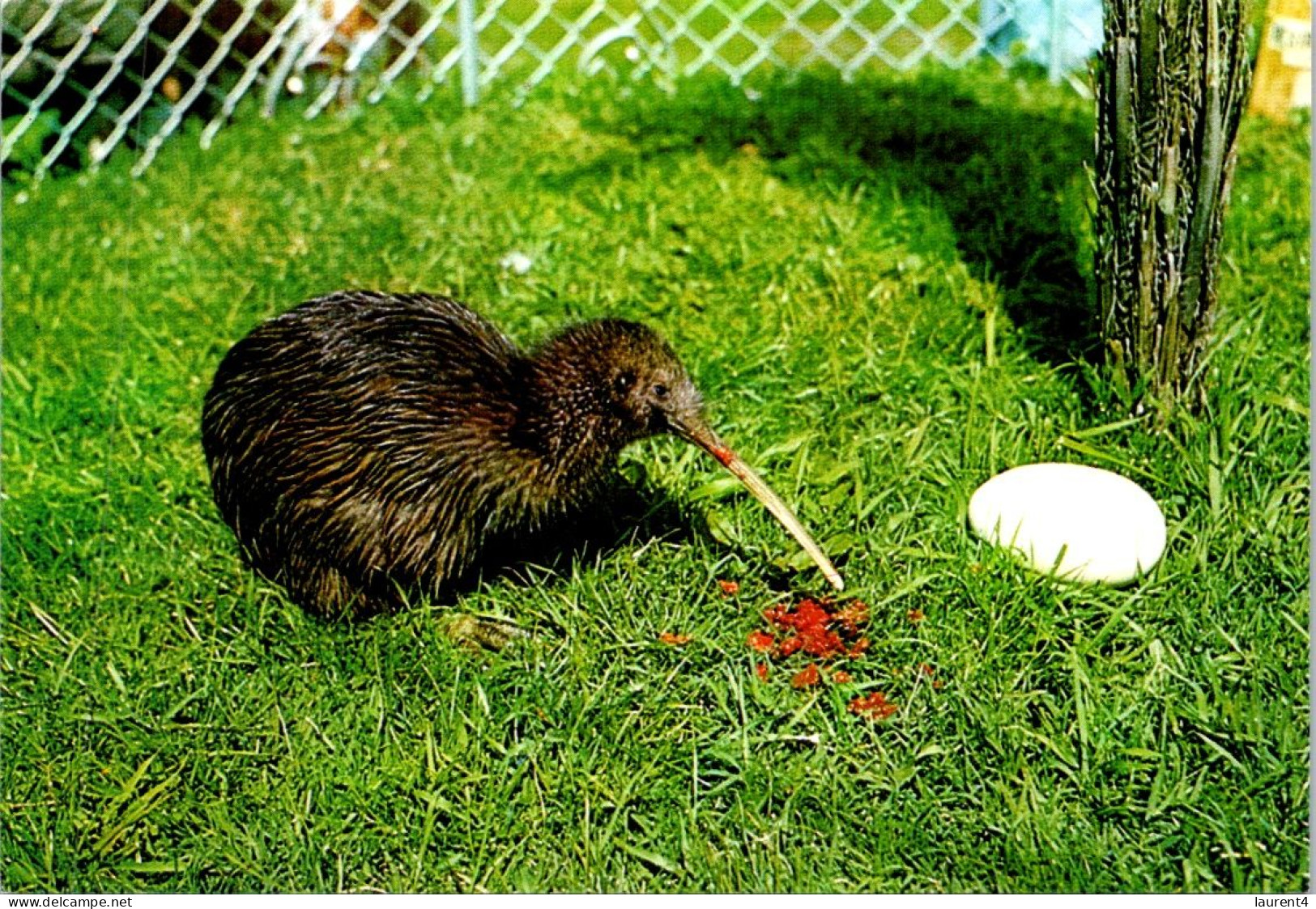 19-5-2024 (5 Z 35) New Zealand - Kiwi Bird & Egg - Nuova Zelanda