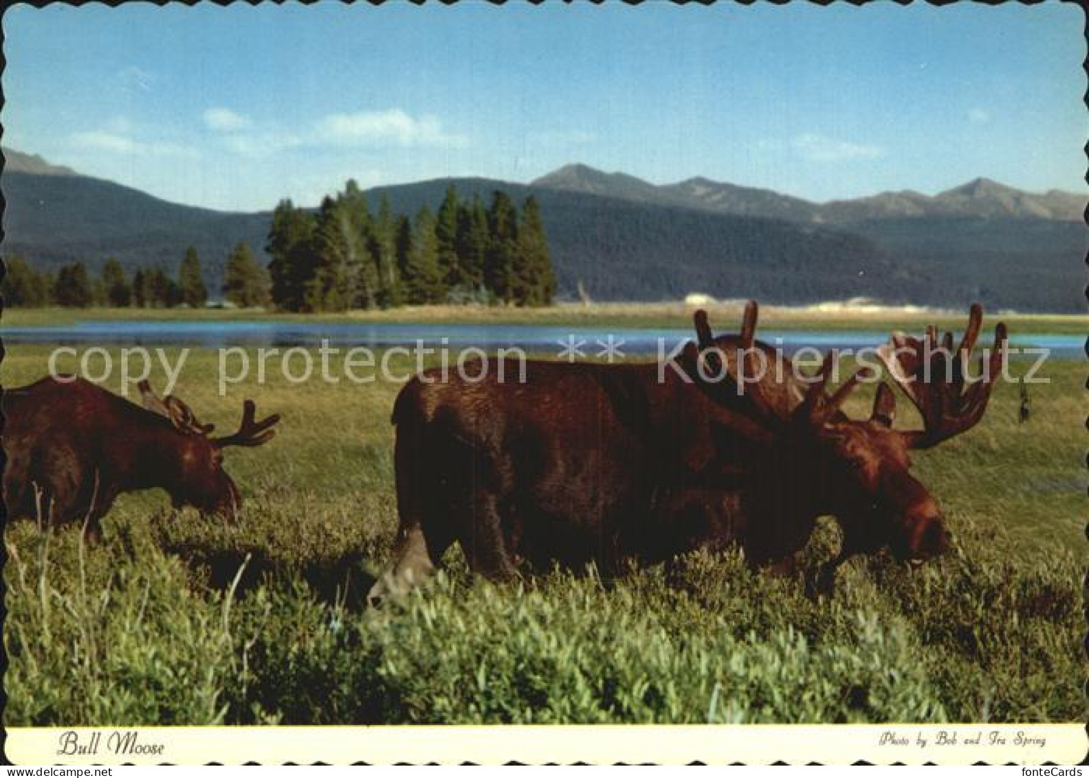 72528646 Yellowstone_National_Park Bull Moose - Autres & Non Classés