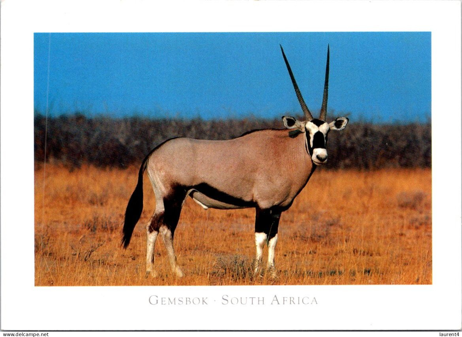 19-5-2024 (5 Z 35) South Africa (posted To Australia With Cruise Ship Stamp In 2008) Gemsbok - Afrique Du Sud