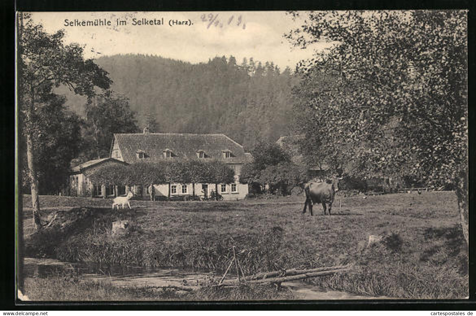 AK Selkemühle /Harz, Kuhweide Im Selketal  - Autres & Non Classés