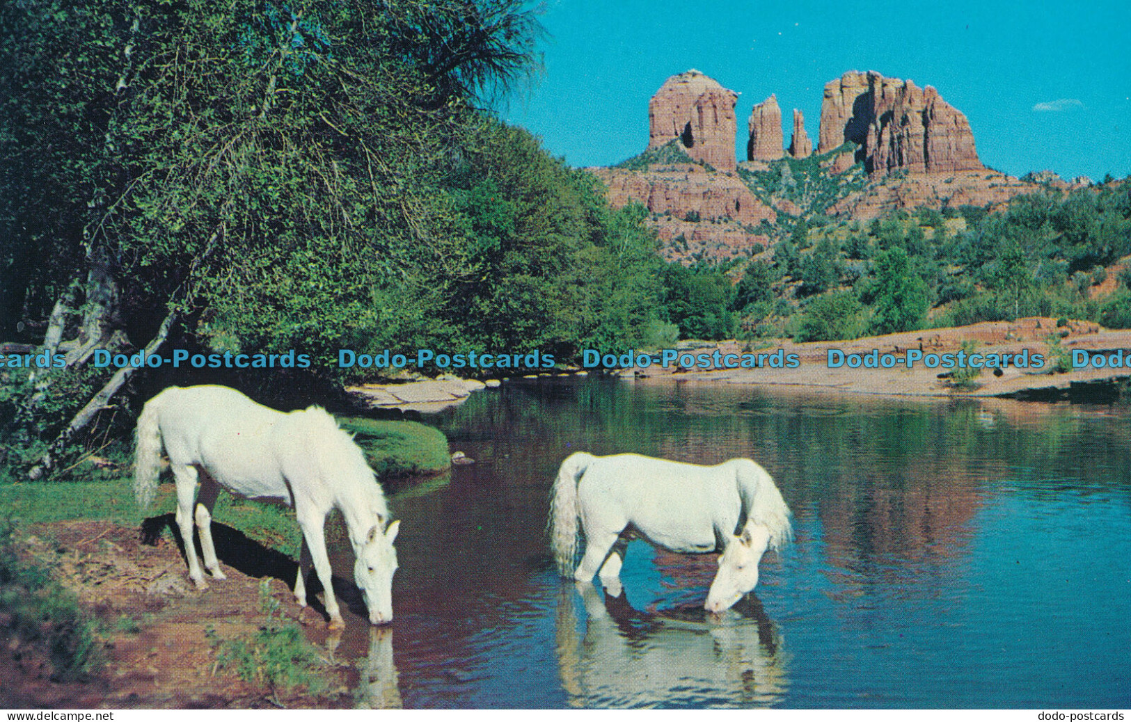 R007698 A Pair Of Beauties At Baldwins Crossing. Oak Creek Canyon. Arizona. Griz - Monde