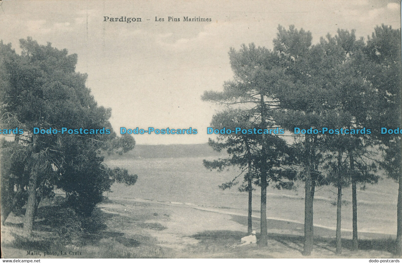 R010619 Pardigon. Les Pins Maritimes. B. Hopkins - Monde