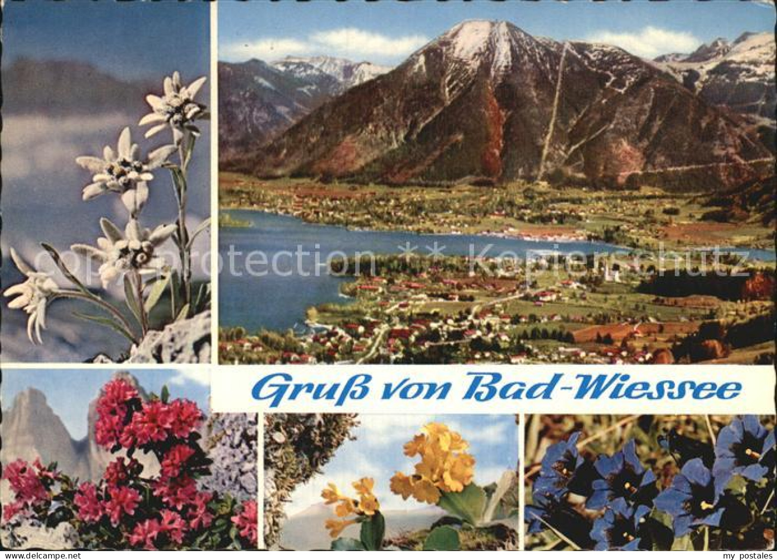 72555593 Bad Wiessee Blumen Bad Wiessee - Bad Wiessee