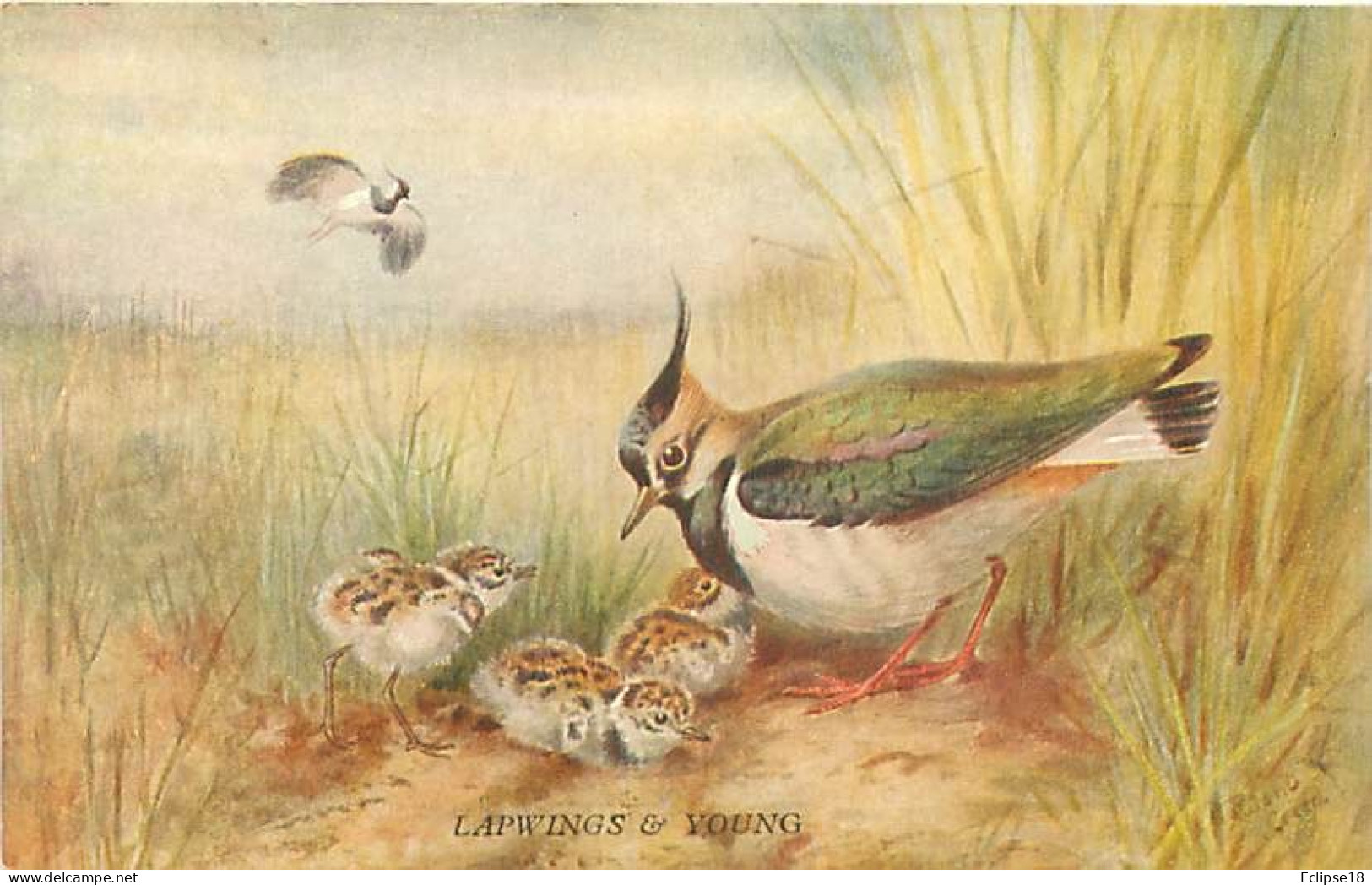 Animaux Oiseaux - Lapwings Young   Q 2628 - Oiseaux