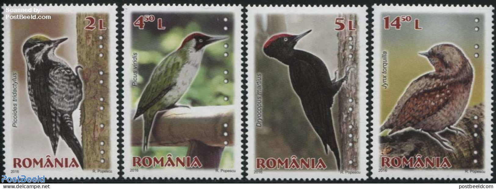 Romania 2016 Woodpeckers 4v, Mint NH, Nature - Birds - Ungebraucht