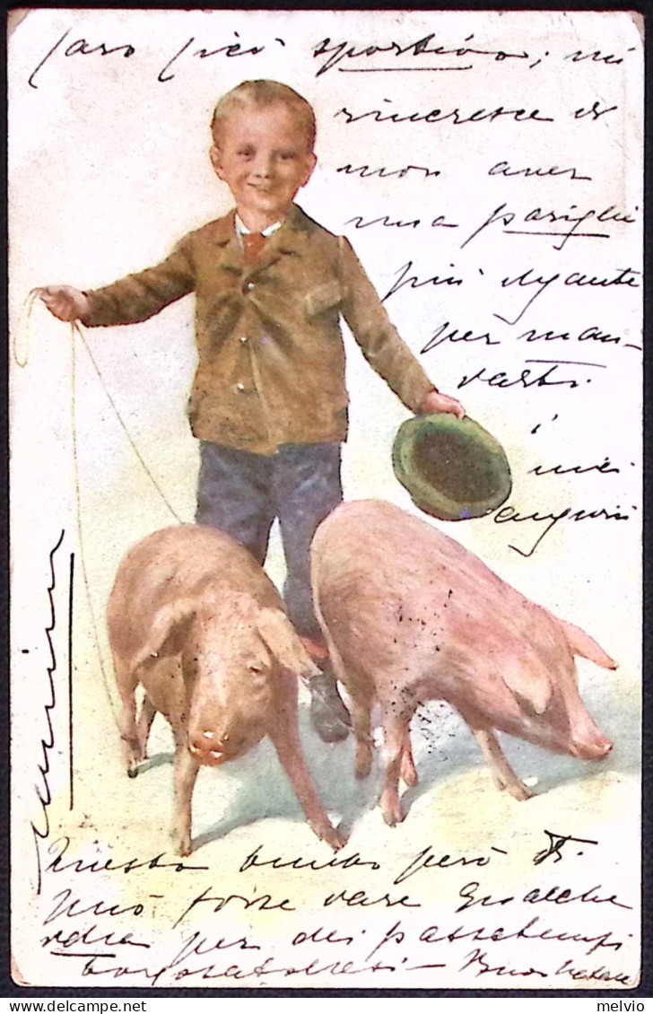 1903-bambino Con Maiali Cartolina Viaggiata - Varkens