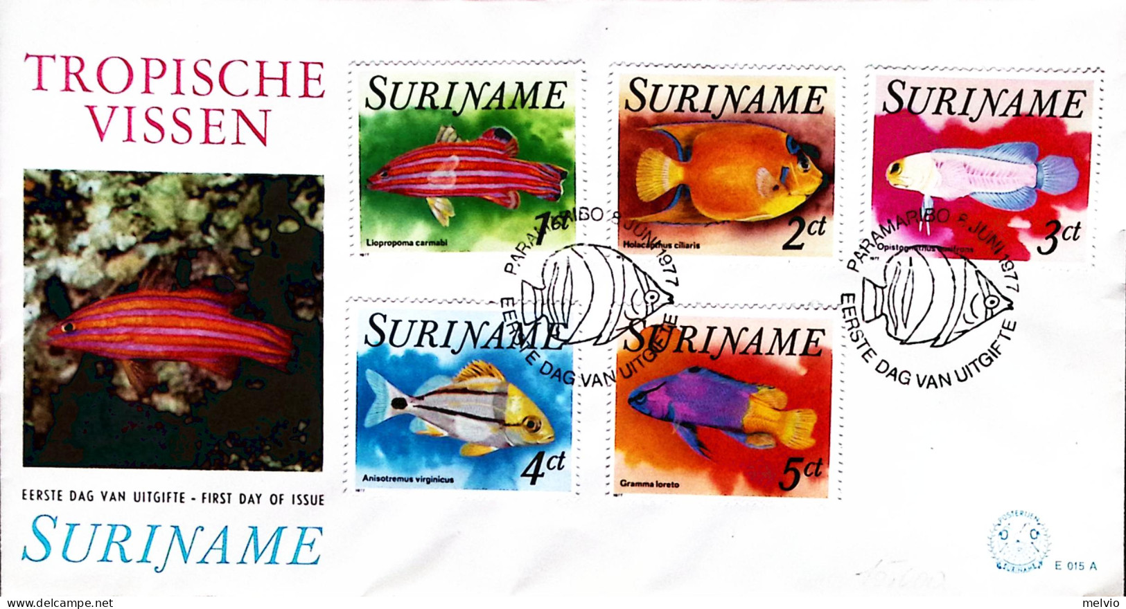 1977-Suriname 5 Valori Pesci Tropicali Su Busta Illustrata - Surinam