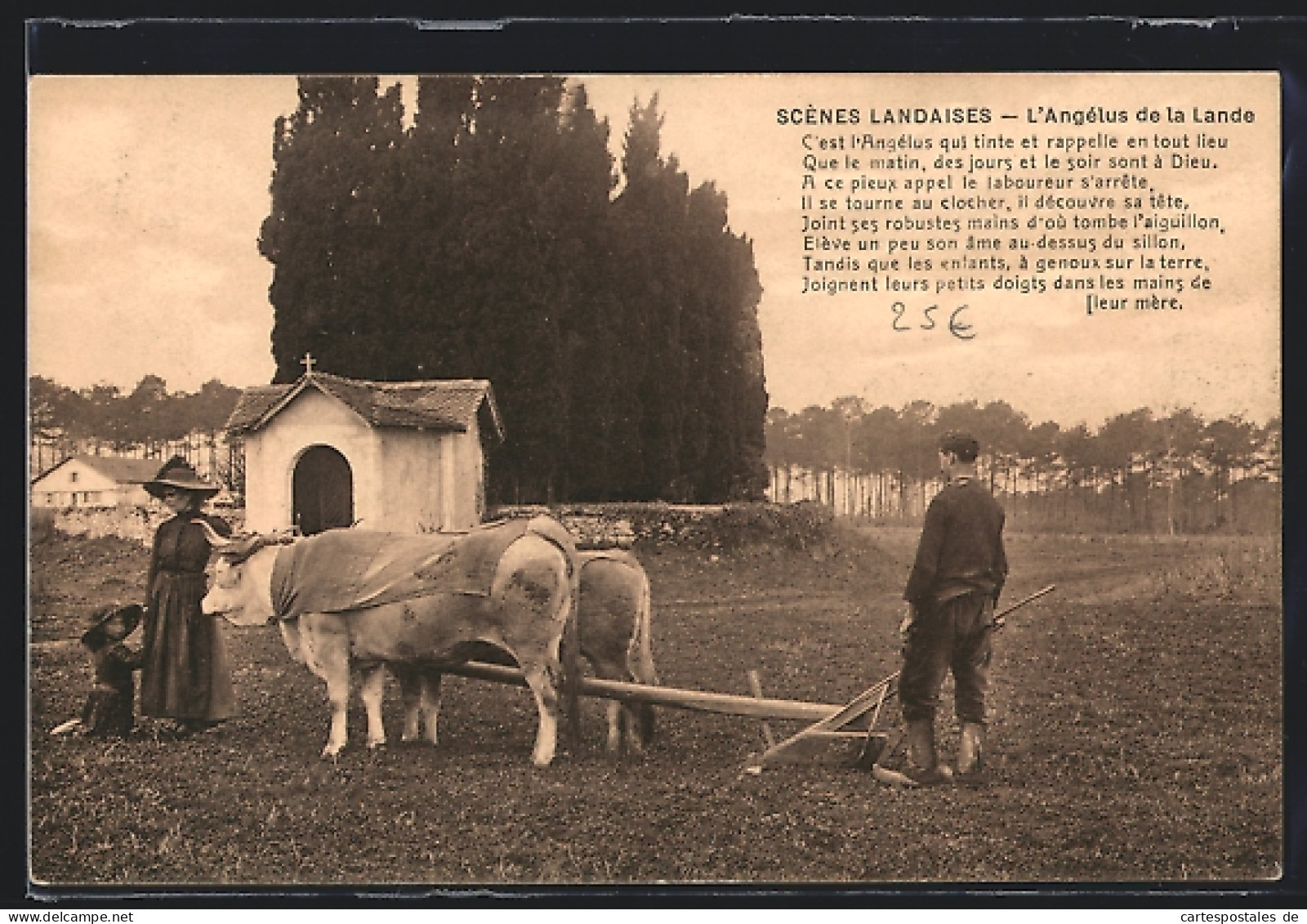 AK Scènes Landaises, L`Angélus De La Lande, Ochsen-Gespann  - Koeien