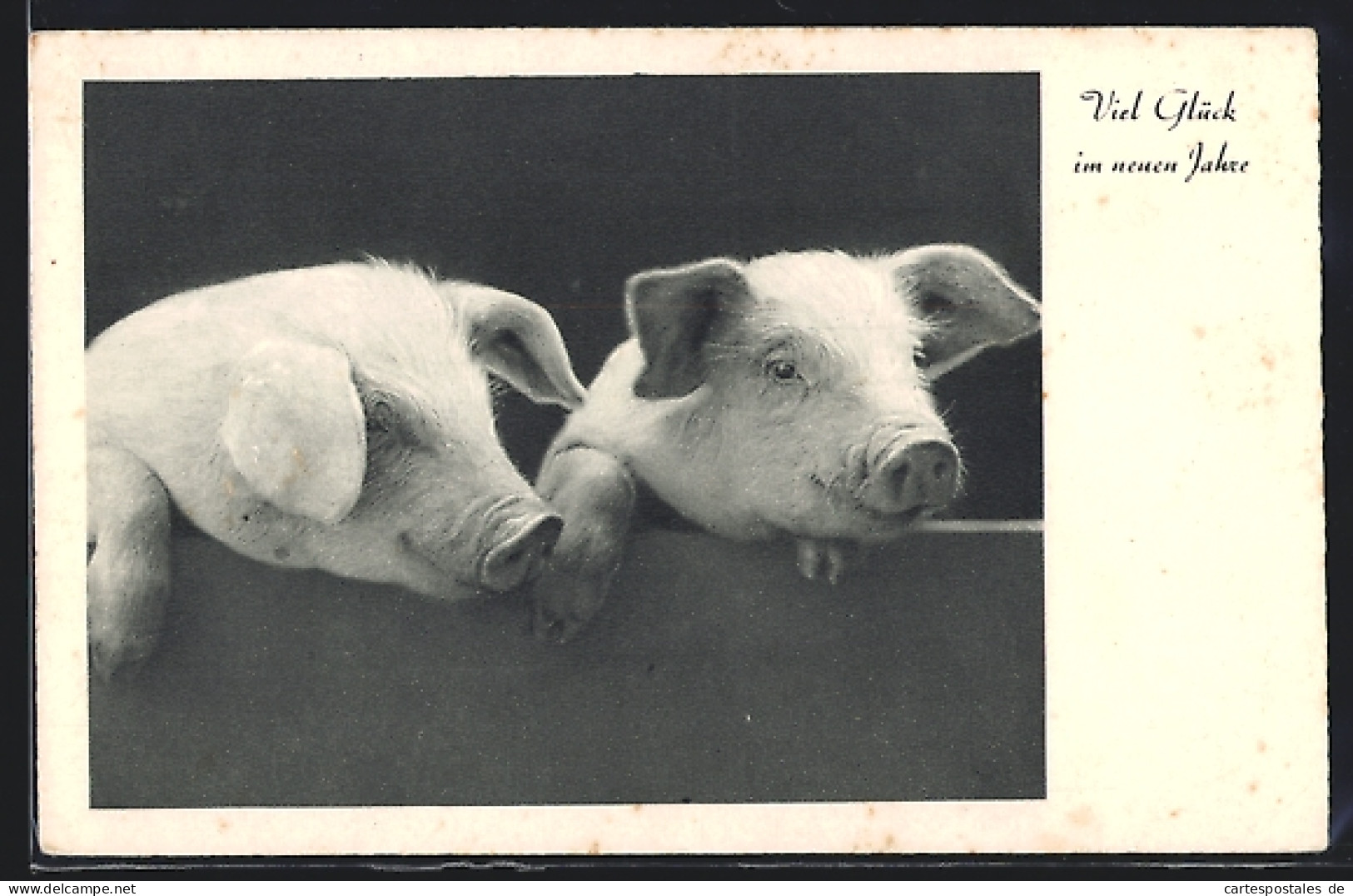 AK Zwei Schweine Lugen Hinter Einer Wand Hervor, Neujahrsgruss  - Pigs