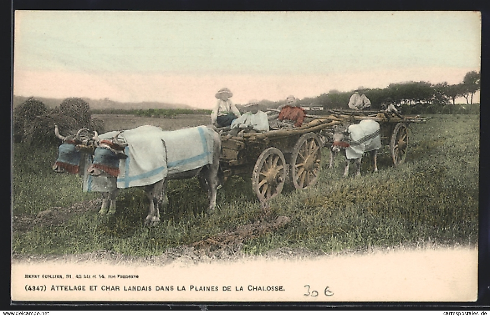 AK Attelage Et Char Landais Dans La Plaines De La Chalosse  - Cows