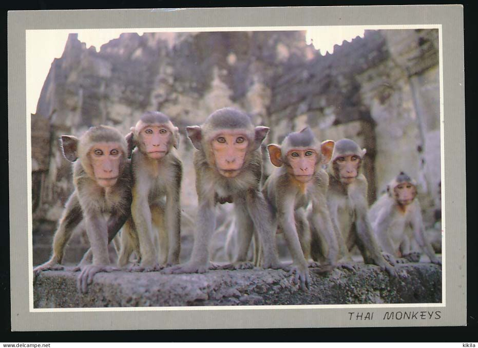 CPSM 10.5 X 15 Thaïlande (147) A Flock Of Monkey  Un Troupeau De Singe - Thailand