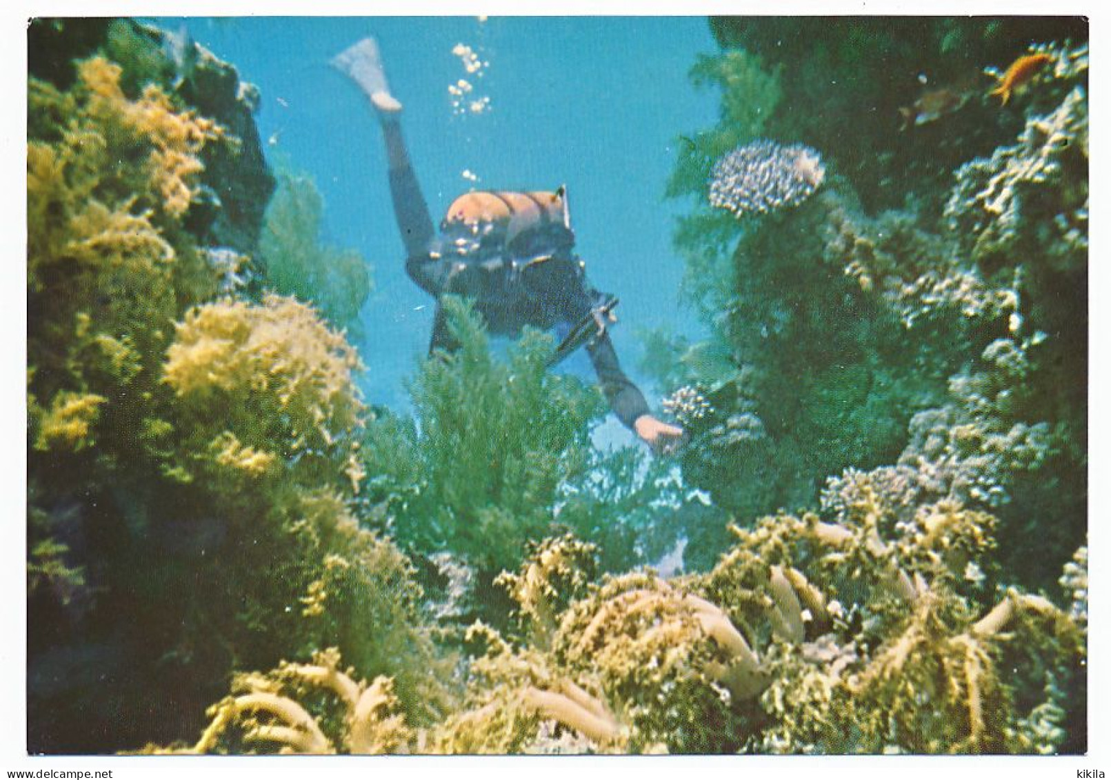 CPSM / CPM 10.5 X 15  Israel EILAT  Corail  Poisson  Plantes Sous Marines De La Mer Rouge  Nageur - Israël