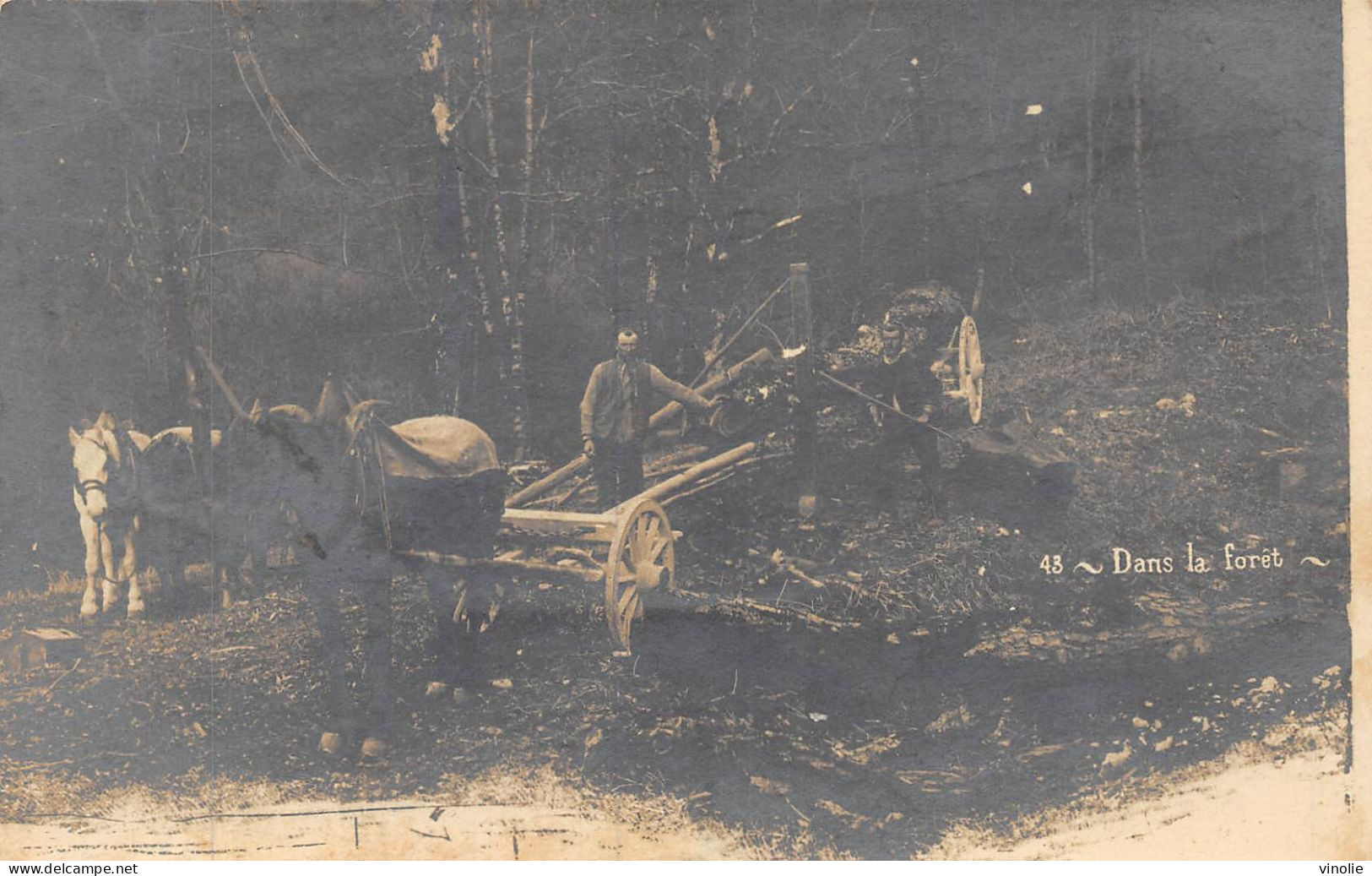 P-24-Mi-Is-2341 : CARTE-PHOTO  DANS LA FORET LE DEBARDAGE DU BOIS. ATTELAGE DE CHEVAUX - Ambachten