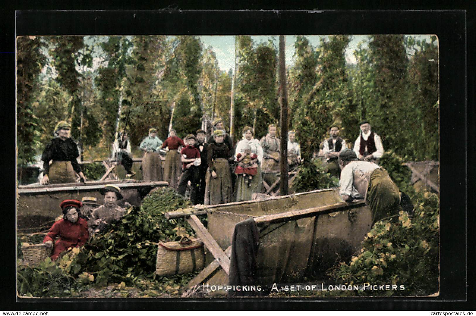 AK Hop-Picking, A Set Of London Pickers  - Cultivation