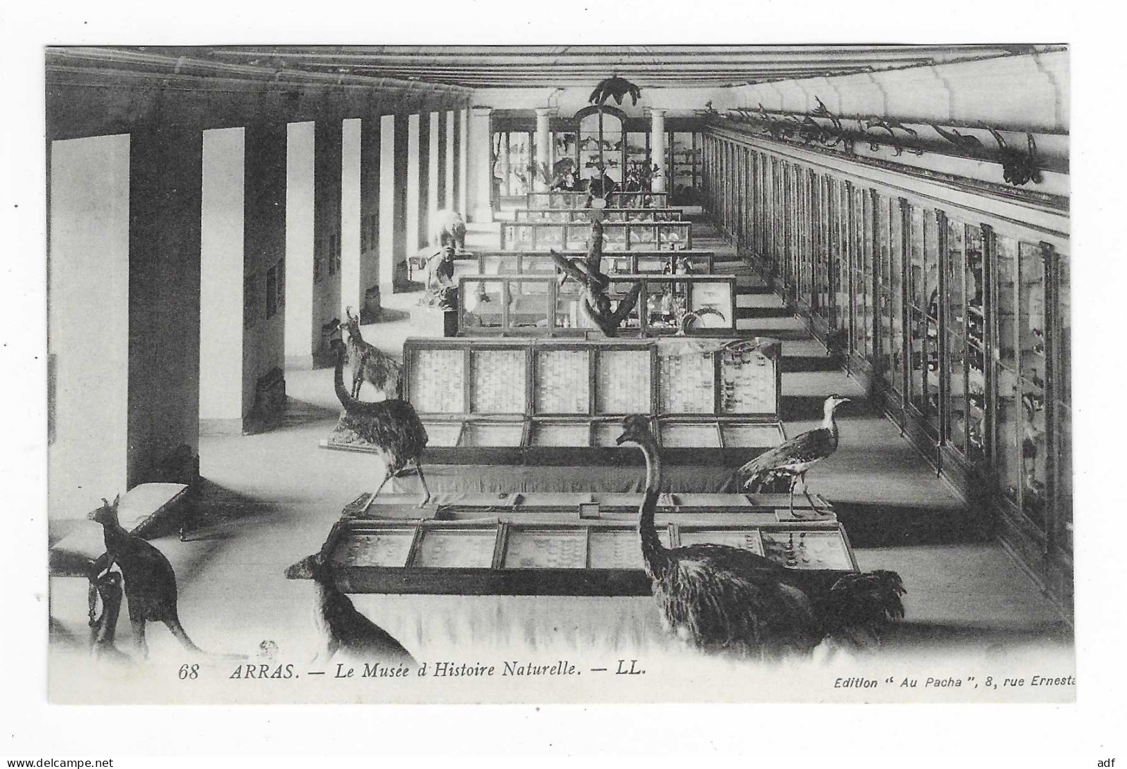 CPA ARRAS, LE MUSEE D'HISTOIRE NATURELLE, ANIMAUX EMPAILLES, PAS DE CALAIS 62 - Arras