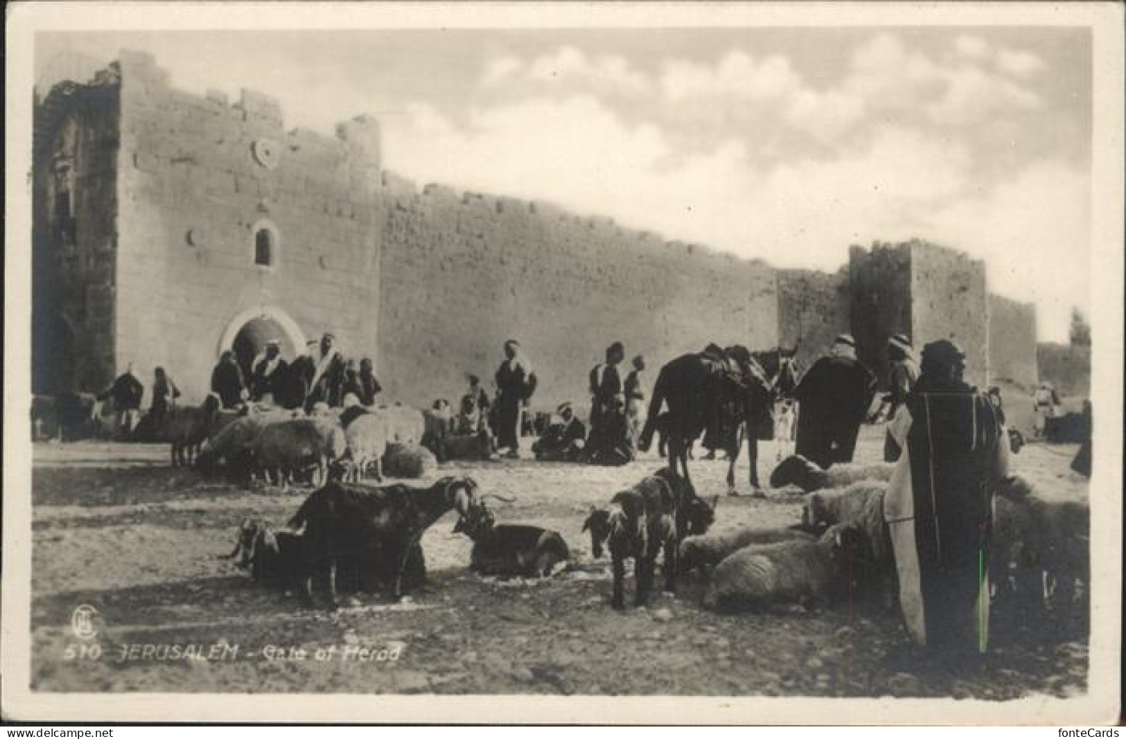 11058499 Jerusalem Yerushalayim Gate Of Herod Ziegen Schafe Pferd  - Israel