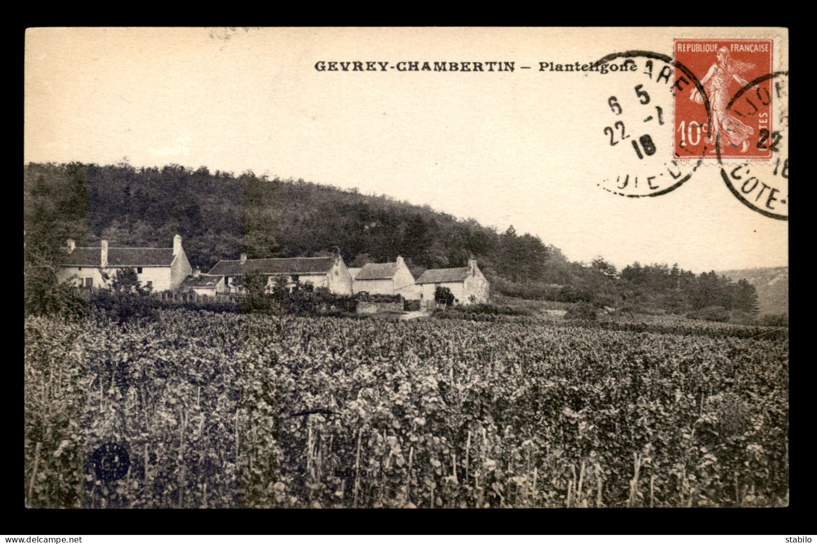 21 - GEVREY-CHAMBERTIN - PLANTELIGONE - Gevrey Chambertin