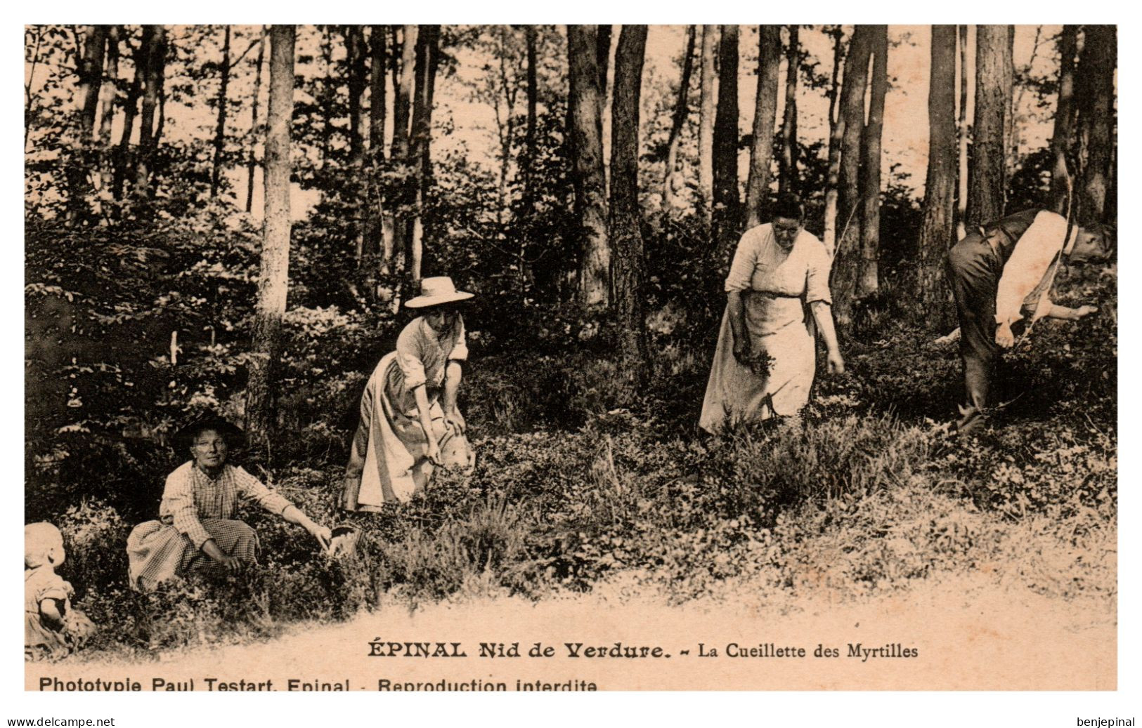 Epinal. La Cueillette Des Myrtilles (Testart éditeur) - Epinal