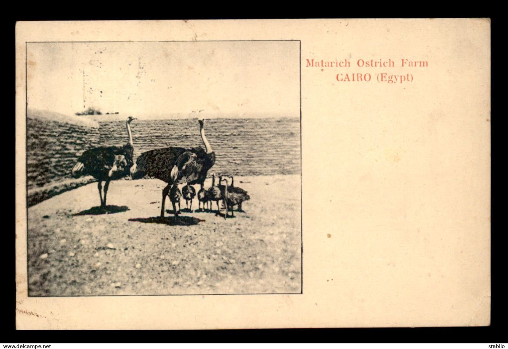 EGYPTE - LE CAIRE -  MATARICH OSTRICH FARM - FERME D'AUTRUCHES - Cairo