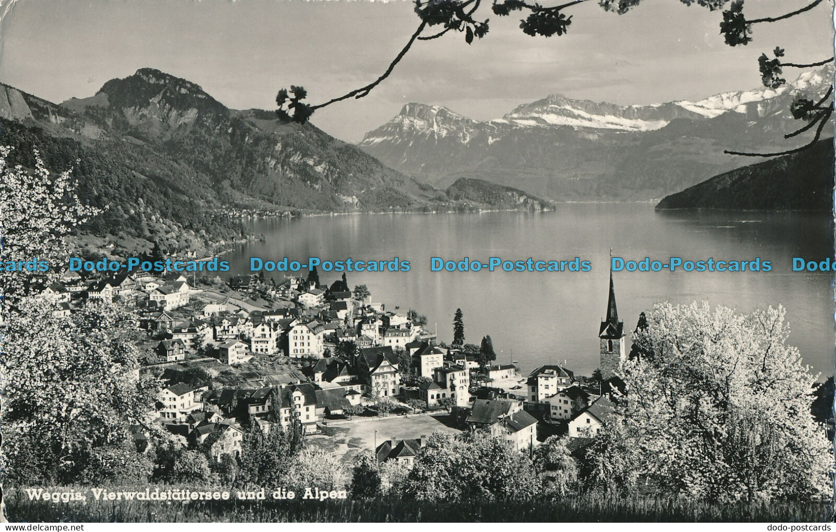 R009051 Weggis. Vierwaldstattersee Und Die Alpen. Basan. 1954 - Monde