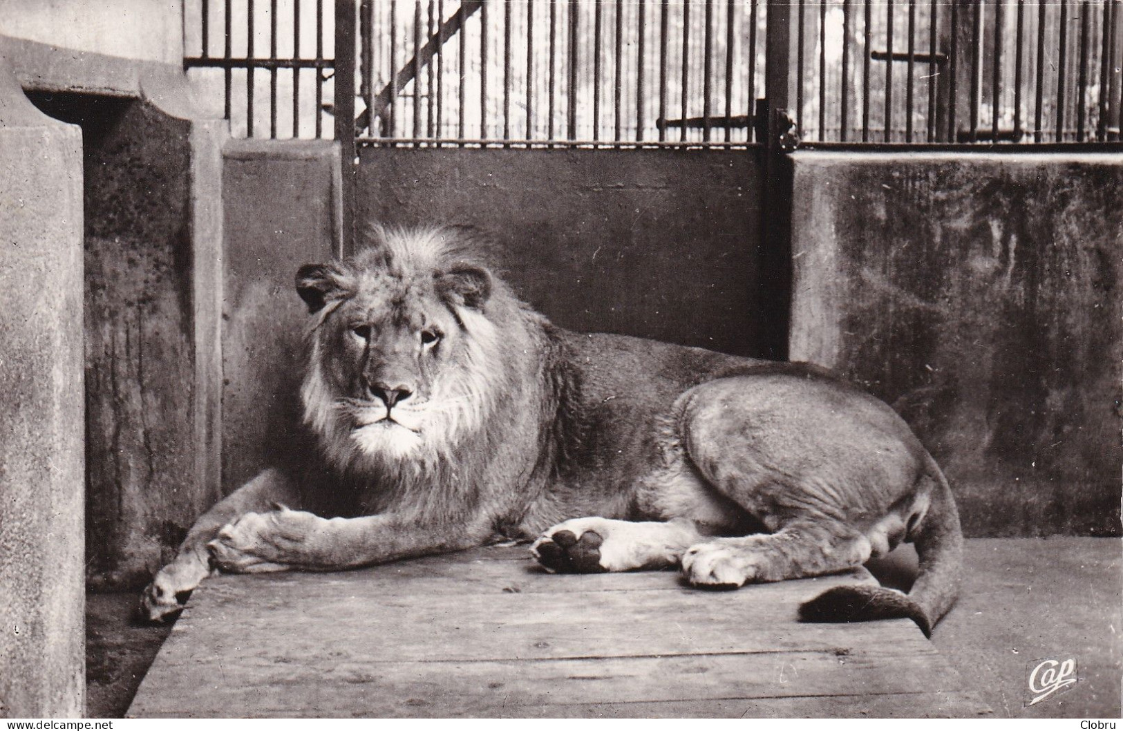 69, Lyon, Parc De La Tête D’Or, Brutus, Le Lion Du Parc - Lyon 6