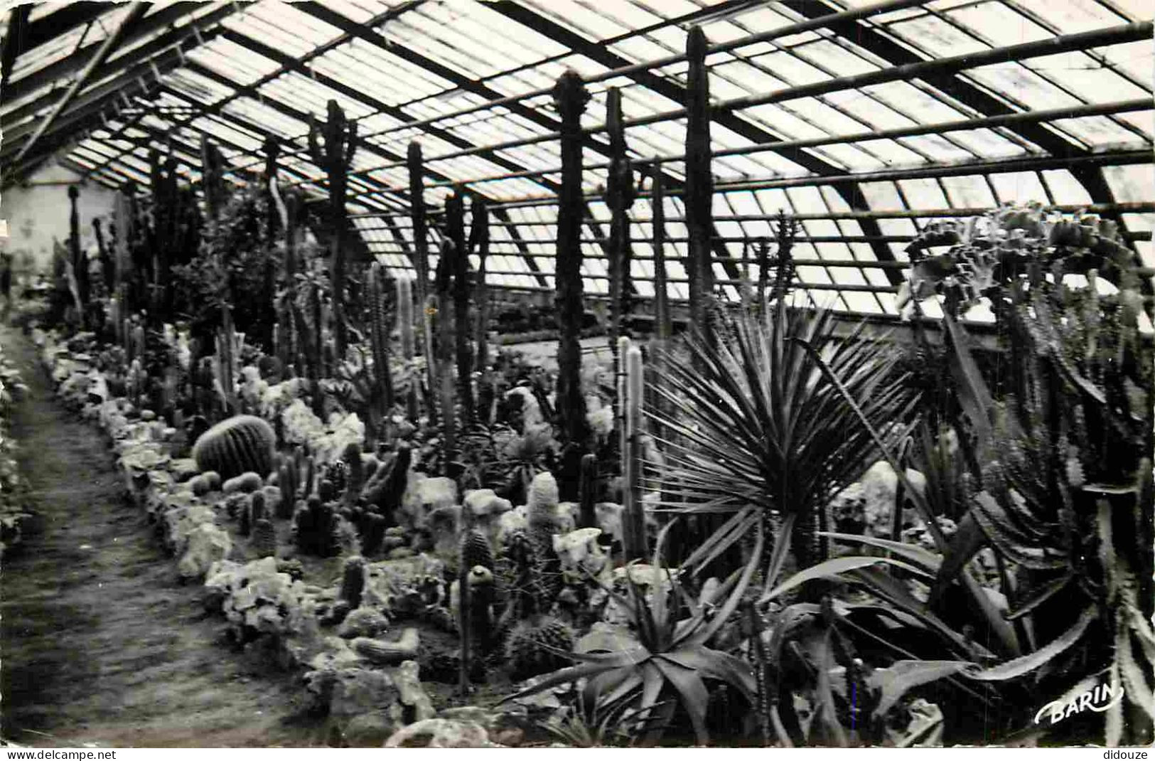Fleurs - Plantes - Cactus - Xonrupt - La Moinaudière - Le Jardin De Rocaille - Mention Photographie Véritable - Carte De - Cactus