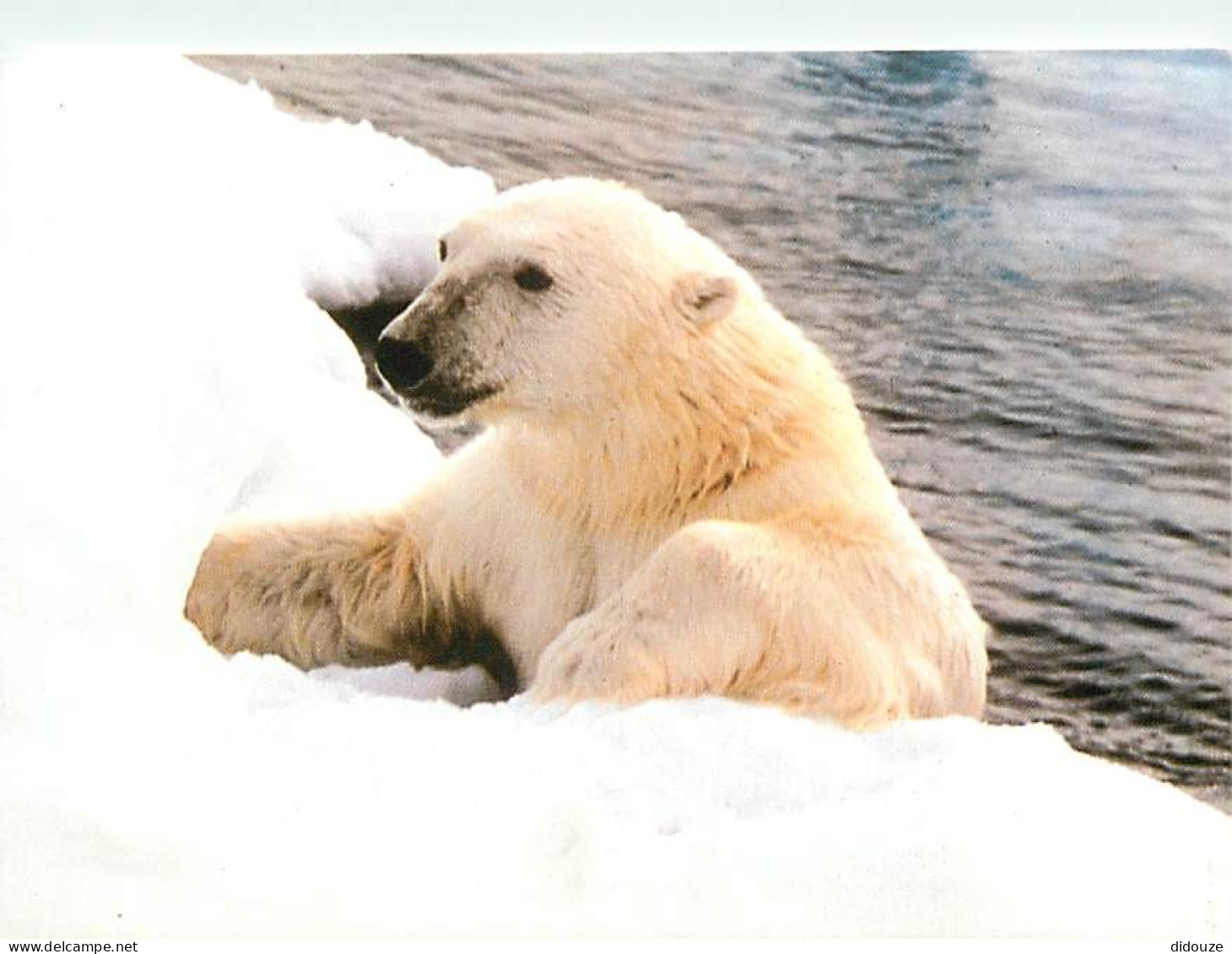 Animaux - Ours - Ours Blanc - Bear - CPM - Voir Scans Recto-Verso - Ours