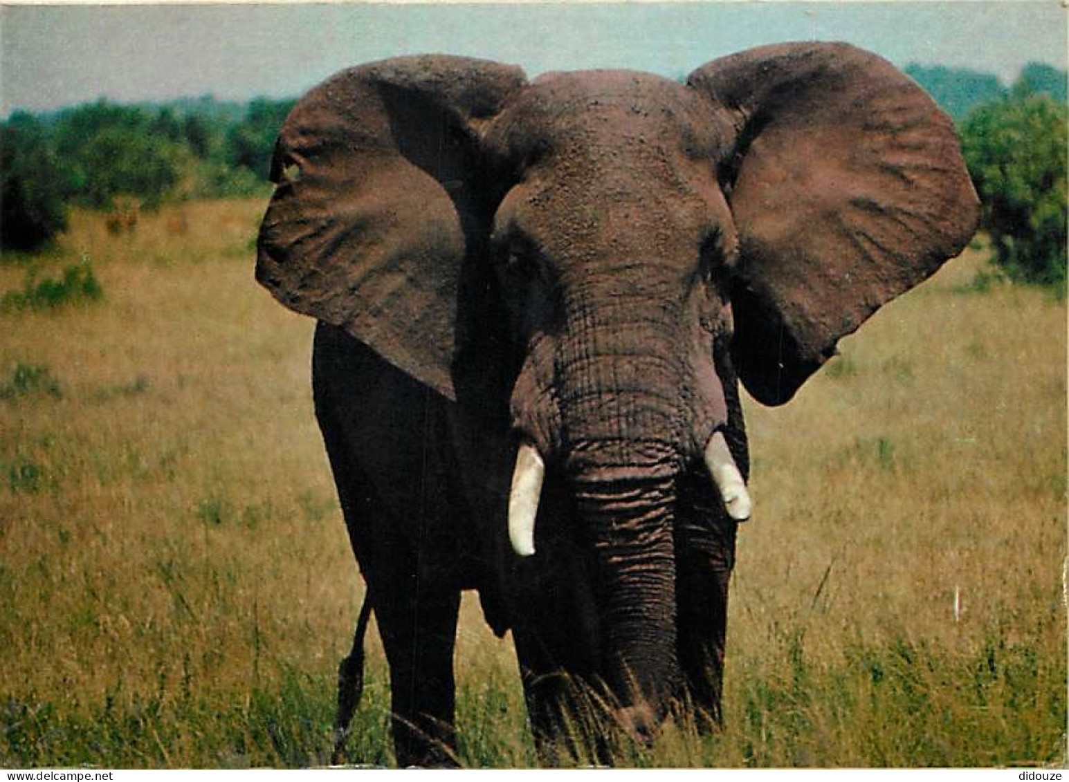 Animaux - Eléphants - République Du Zaire - Cet éléphant Du Parc National Des Virunga, Kivu, Loxodonta Africana Représen - Elefanten