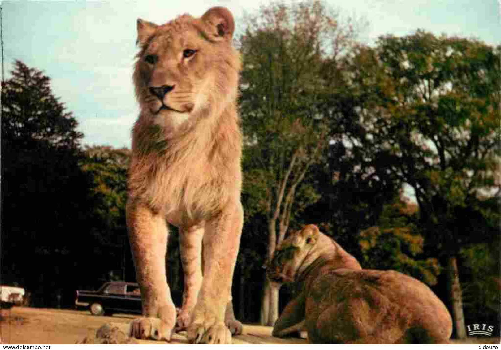 Animaux - Fauves - Lion - Réserve Africaine Du Château De Thoiry En Yvelines - Zoo - CPM - Voir Scans Recto-Verso - Lions