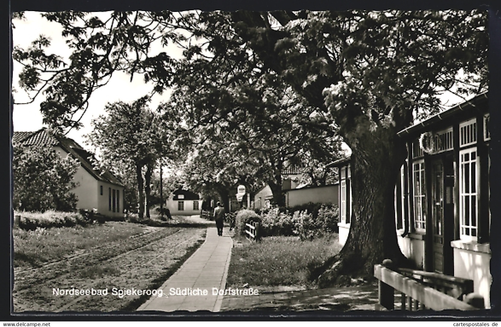 AK Spiekeroog /Nordsee, Südliche Dorfstrasse  - Autres & Non Classés