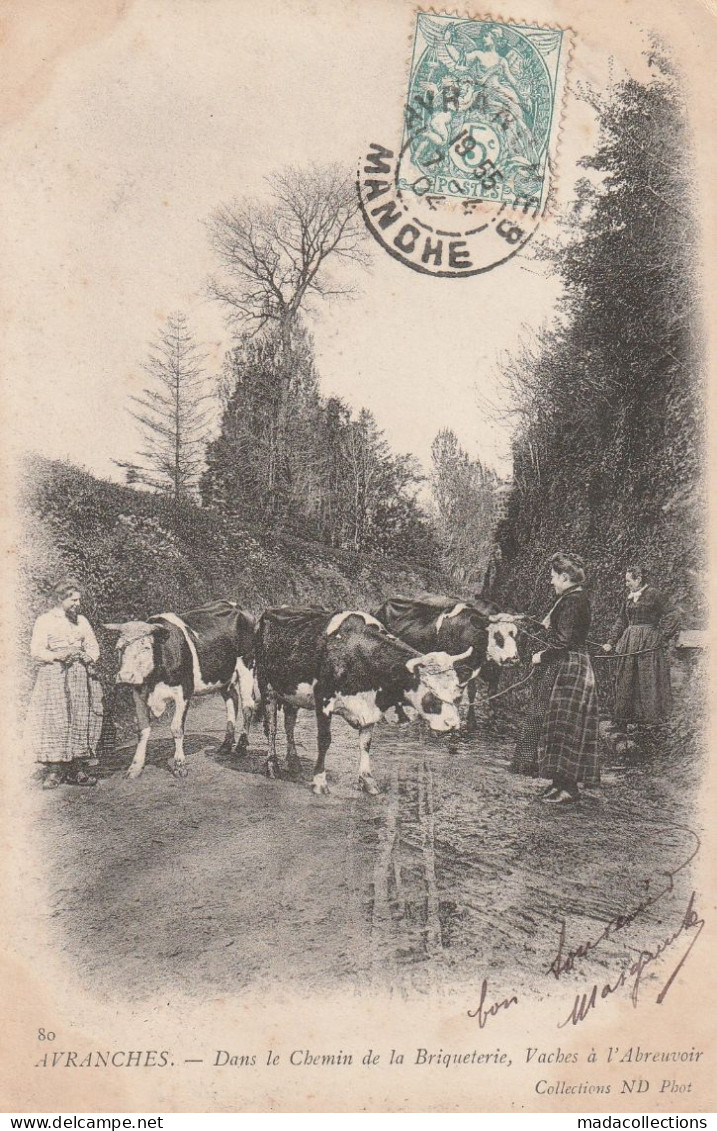 Avranches (50 - Manche) Dans Le Chemin De La Briqueterie , Vaches à L'abreuvoir - Avranches