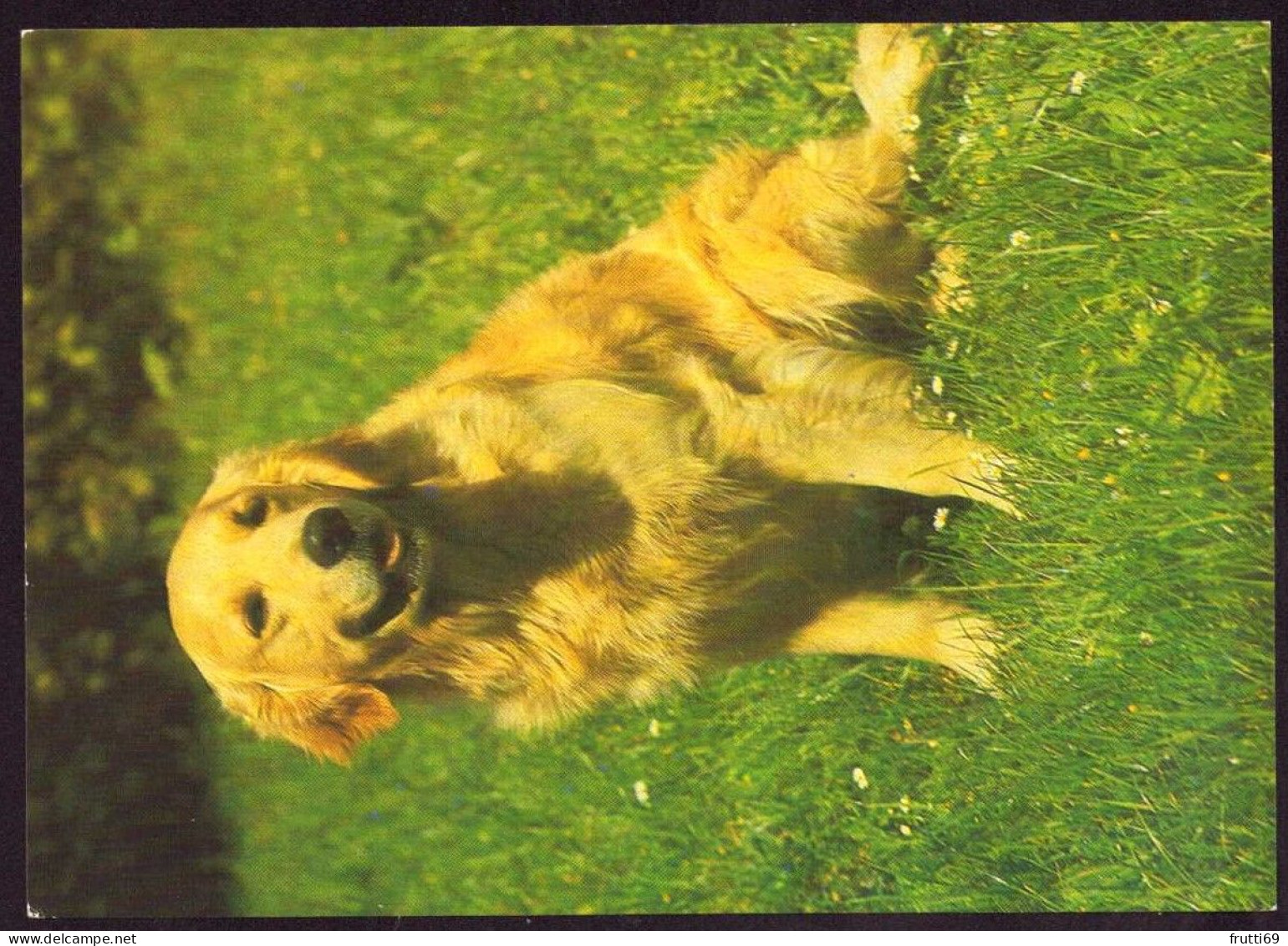 AK 212236 DOG / HUND - Golden Retriver - Chiens