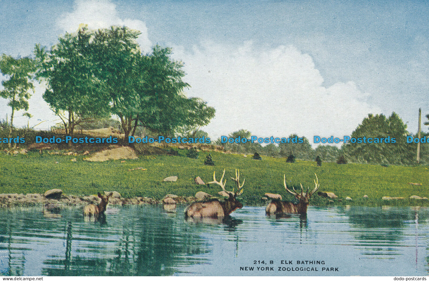 R046945 Elk Bathing. New York Zoological Park - Monde