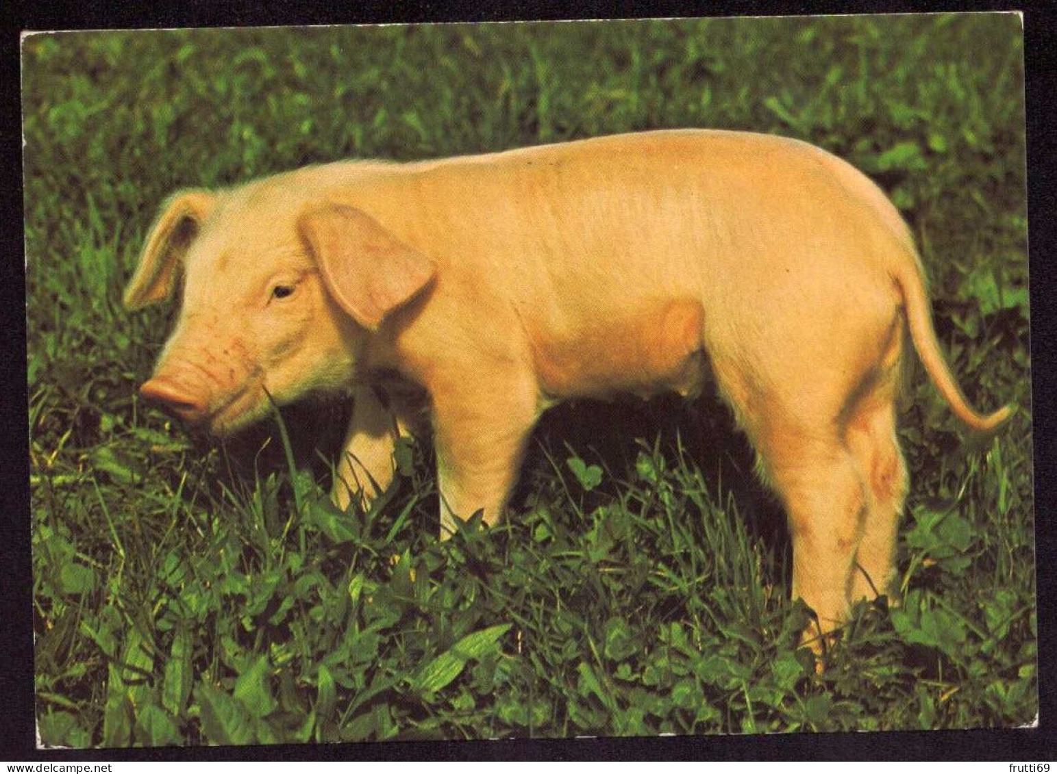 AK 212261 PIG / SCHWEIN - Pigs