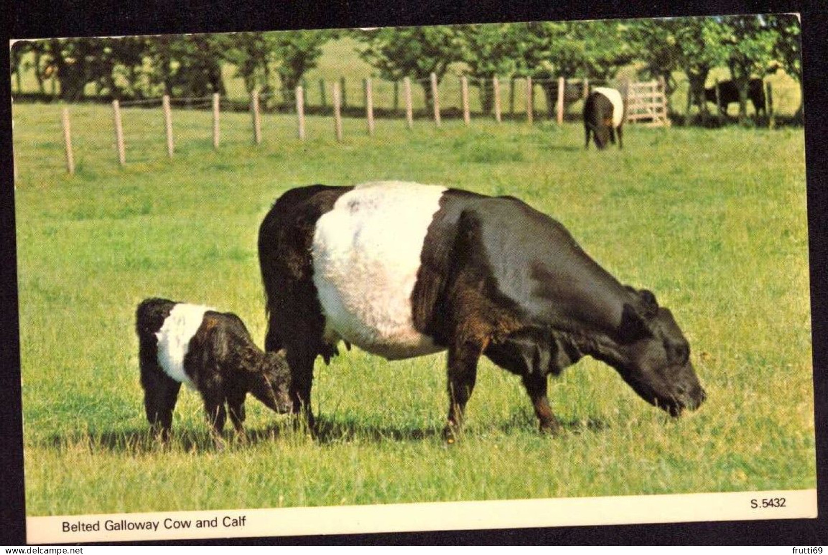 AK 212265 COW / KUH - Belted Galloway Cow And Calf - Vaches