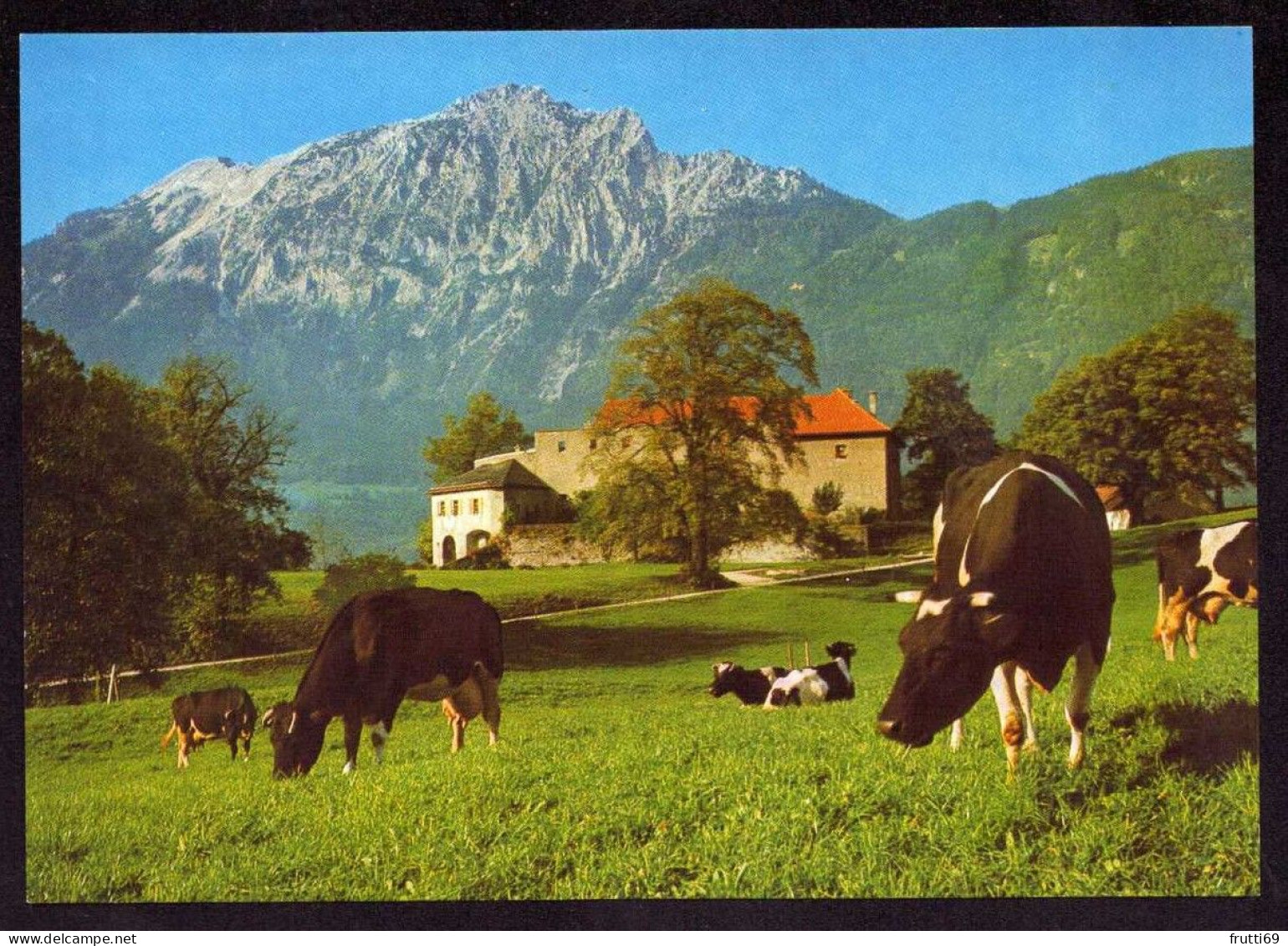 AK 212269 COW / KUH - Bad Reichenhall - Cows
