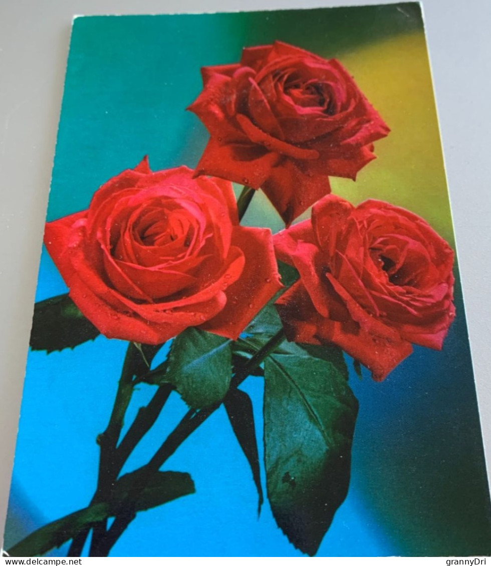 Fleurs Bouquets De 3 Roses  Rouge S -ed Rotacolor R 440 - Fleurs