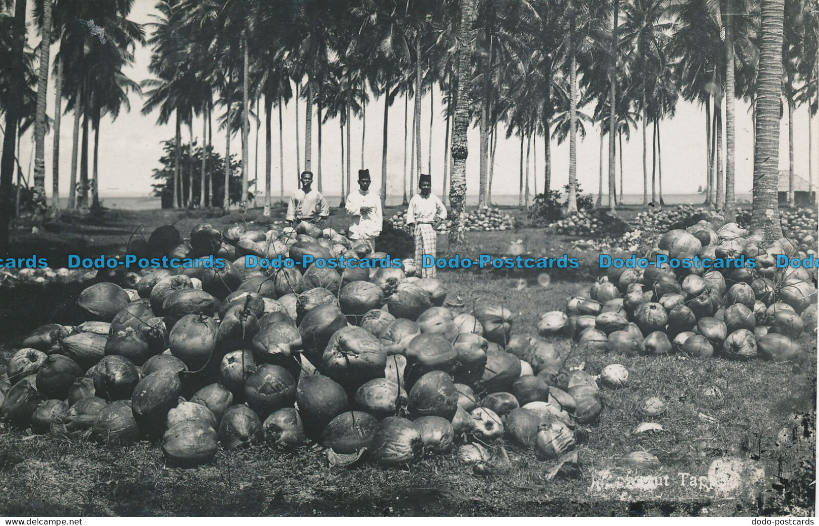 R047410 Coconut Plantation - Monde