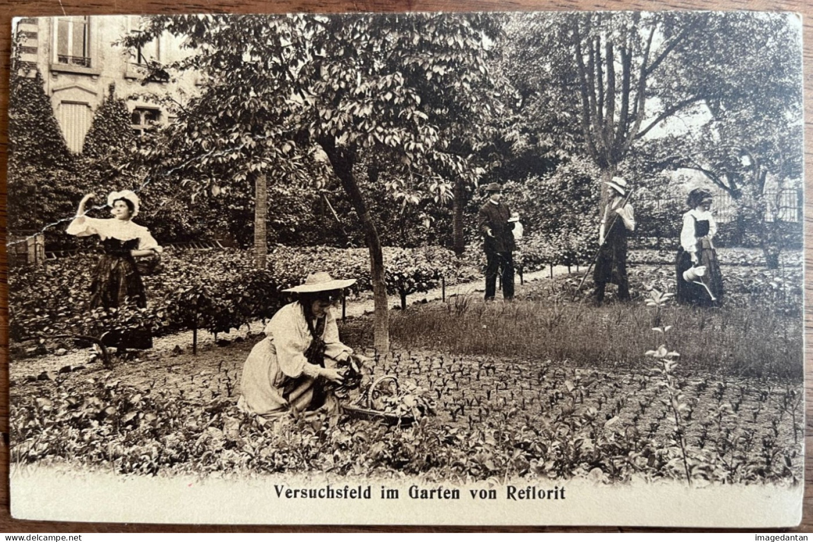 Strasbourg / Neudorf - Versuchsfeld Im Garten Von Reflorit - Champ Expérimentale - Jul. Manias - Compagnie Reflorit - Strasbourg